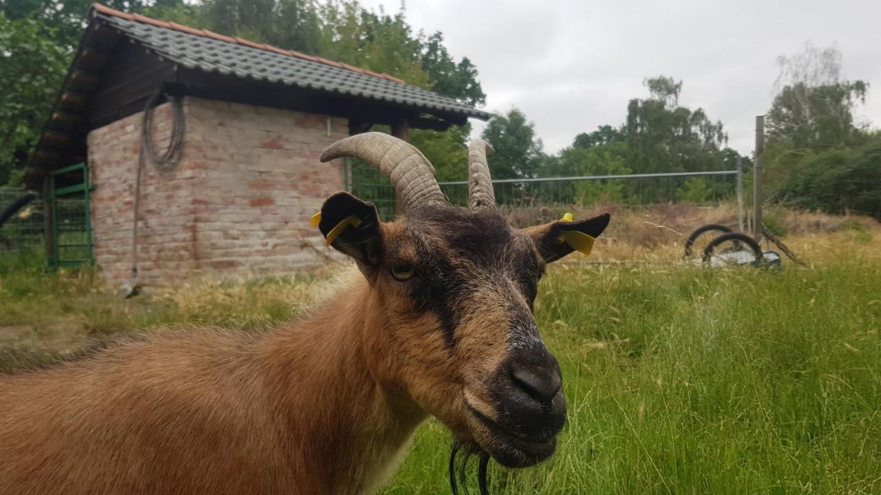 Zimmervermietung Zahn Baalberge Exterior foto